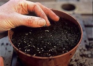 VIDEO: How to sow salads