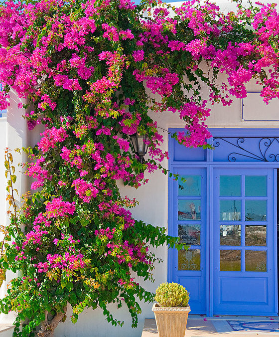 Stunning Bouganvillea! UK delivery only