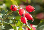 VIDEO: Rosehip Syrup Recipe