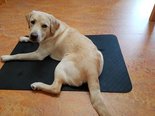 Revolutionary Health Mat for humans and Pets! RELIEVES MANY AILMENTS