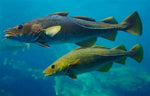 VIDEO: Learn about an innovative idea for Fish Migration