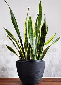 VIDEO: How to plant some Tropical indoor cuttings