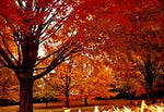 VIDEO: Autumn is still good for Planting