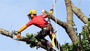 Order Tree cutting or surgery service in the UK