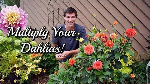 VIDEO: Grow Dahlias From CUTTINGS! Easy Propagation Method