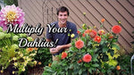VIDEO: Grow Dahlias From CUTTINGS! Easy Propagation Method