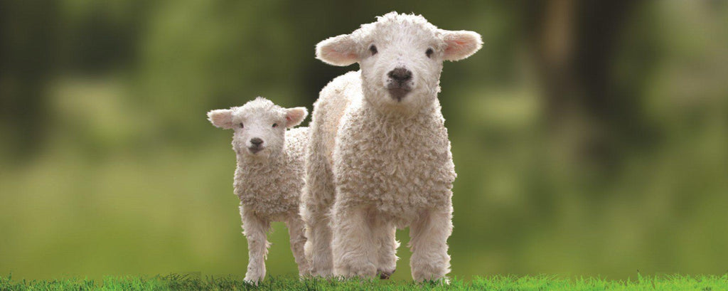 Odds Farm Park! Visit for a fun day out!