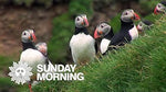 Video: Puffins, short nature video by Jim Napoli