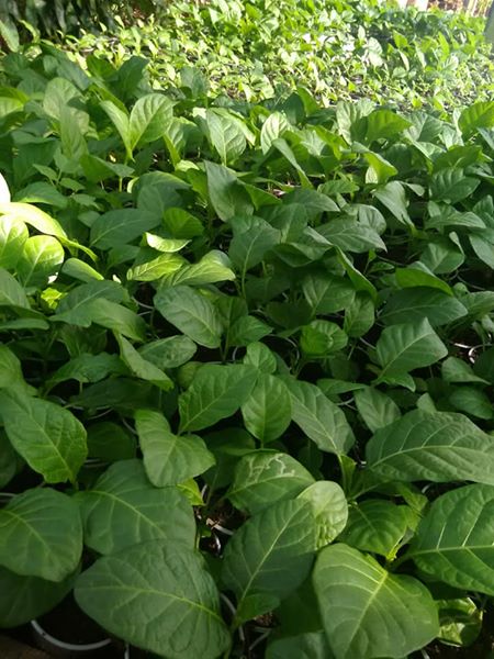 Vegetable plants for sale, Direct Seller, Suriname