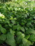 Vegetable plants for sale, Direct Seller, Suriname